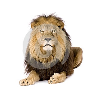 Lion (4 and a half years) - Panthera leo