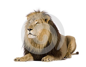 Lion (4 and a half years) - Panthera leo