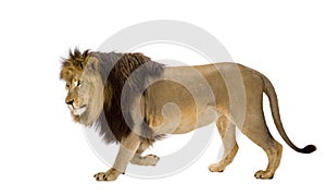 Lion (4 and a half years) - Panthera leo