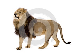 Lion (4 and a half years) - Panthera leo