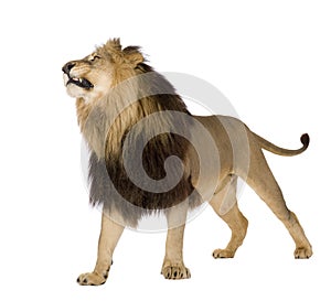 Lion (4 and a half years) - Panthera leo