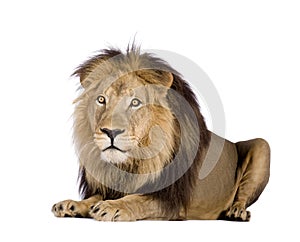 Lion (4 and a half years) - Panthera leo