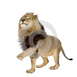 Lion (4 and a half years) - Panthera leo