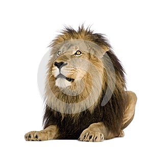 Lion (4 and a half years) - Panthera leo