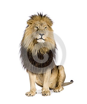 Lion (4 and a half years) - Panthera leo