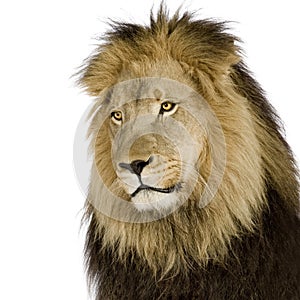 Lion (4 and a half years) - Panthera leo