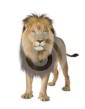 Lion (4 and a half years) - Panthera leo