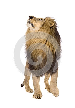 Lion (4 and a half years) - Panthera leo