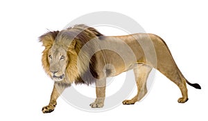 Lion (4 and a half years) - Panthera leo