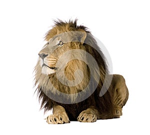 Lion (4 and a half years) - Panthera leo