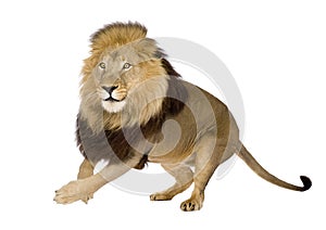 Lion (4 and a half years) - Panthera leo