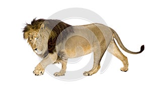 Lion (4 and a half years) - Panthera leo