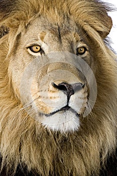 Lion (4 and a half years) - Panthera leo