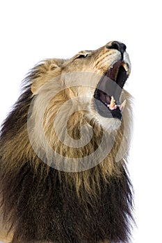 Lion (4 and a half years) - Panthera leo