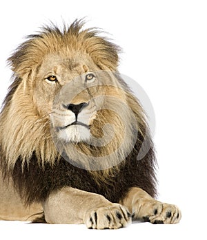 Lion (4 and a half years) - Panthera leo