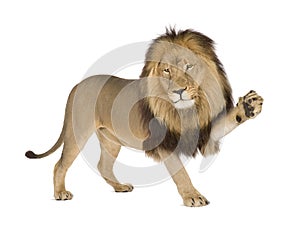 Lion (4 and a half years) - Panthera leo