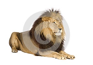 Lion (4 and a half years) - Panthera leo