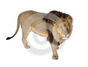 Lion (4 and a half years) - Panthera leo