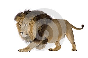 Lion (4 and a half years) - Panthera leo