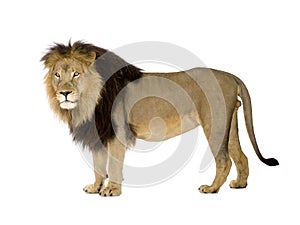 Lion (4 and a half years) - Panthera leo