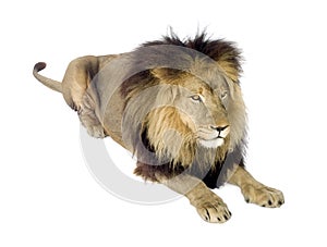 Lion (4 and a half years) - Panthera leo