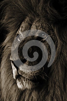 Lion