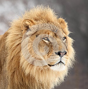 Lion