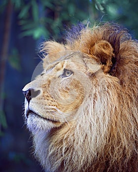 Lion