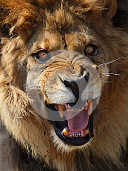 Lion
