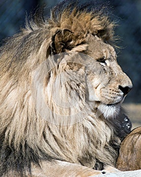 Lion