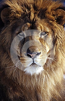 Lion photo