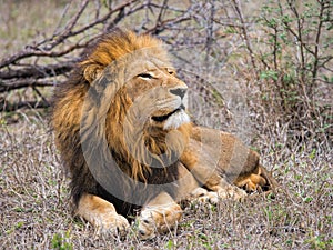 Lion