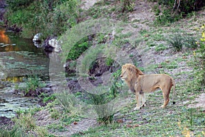 Lion