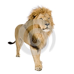 Lion (8 years) - Panthera leo