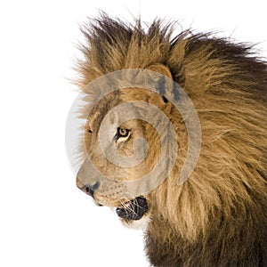 Lion (8 years) - Panthera leo