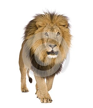 Lion (8 years) - Panthera leo