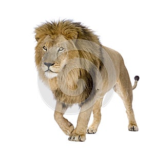 Lion (8 years) - Panthera leo