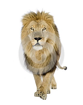 Lion (8 years) - Panthera leo