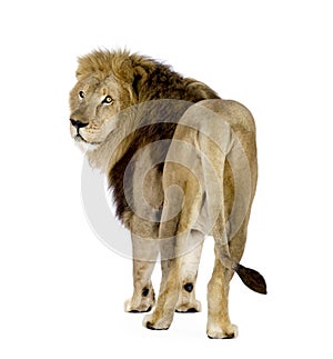 Lion (8 years) - Panthera leo