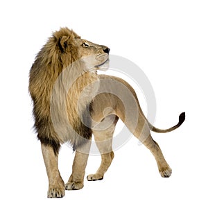 Lion (8 years) - Panthera leo