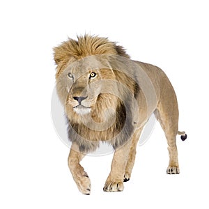 Lion (8 years) - Panthera leo