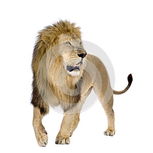 Lion (8 years) - Panthera leo