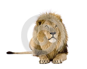 Lion (8 years) - Panthera leo