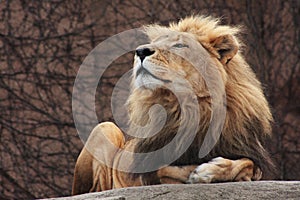 Lion