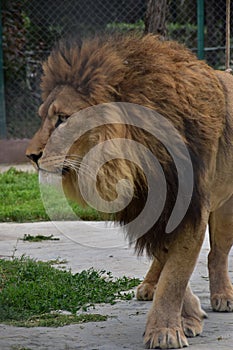 Lion