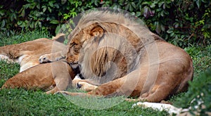 Lion