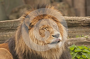 Lion