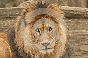 Lion