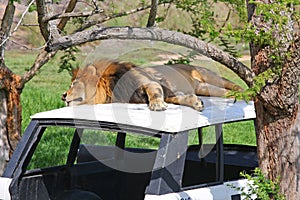 Lion on an abandoned vehicle