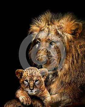 Lion adult and cub , african animals mammal wildlife , isolated